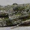 Maple Twig Borer Moth