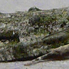Maple Twig Borer Moth