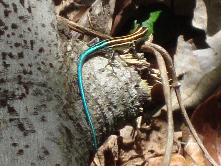 Pacific bluetail skink