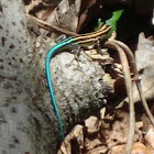 Pacific bluetail skink
