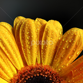 by Md Mamunur Rahman - Flowers Single Flower