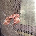 Walnut Sphinx Moth