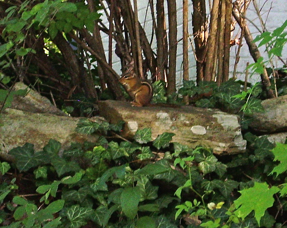 Eastern chipmunk