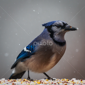 Snowy Beak by Bill Killillay - Animals Birds