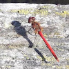 Cardinal Meadowhawk Dragonfly?