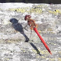 Cardinal Meadowhawk Dragonfly?