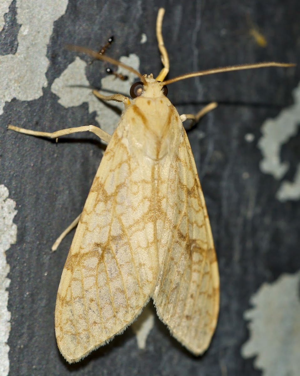 Santa Ana Tussock Moth