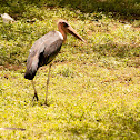 Marabou stork