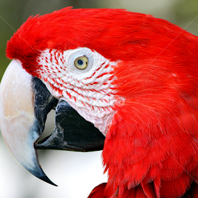 Red and Green Macaw by Milton Moreno - Animals Birds