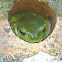 Common Green Tree Frog