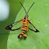 Clearwing Persimmon Borer Moth(Female)