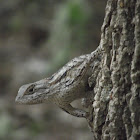 Texas Spiny Lizard (female)