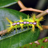 Nettle Caterpillar