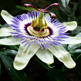 MARUCA´S by Jose Mata - Flowers Single Flower
