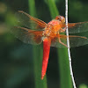 Neon Skimmer Dragonfly (male)