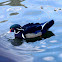 Wood Duck. Pato Joyuyo