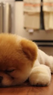 How to download ► Lazy Puppy Live WallPaper 1.0.7 apk for android