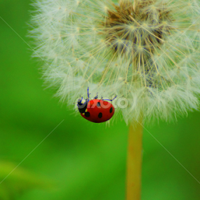 Ladybug on flower by Zlatko Ivancok - Animals Insects & Spiders