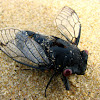 Red Eye Cicada