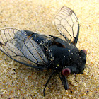 Red Eye Cicada