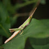 Long-headed Toothpick Grasshopper