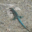 Aruba Whiptail Lizzard