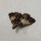 Meal Moth