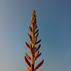 Buds of Aloe Vera ( घृतकुमारी : Ghritkumari की कलियाँ)