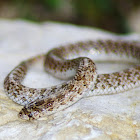 Western Hooknose Snake