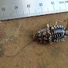 Harlequin cockroach