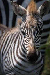 Zebra Puzzle by BookMan poster 2