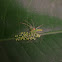 Green spider laying eggs