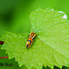 Black-spotted Spargueia Moth