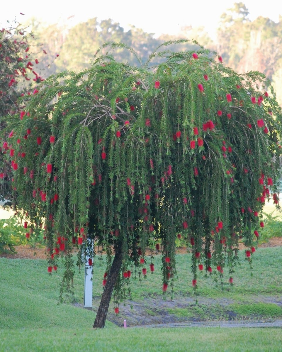 Bottlebrush Tree Project Noah