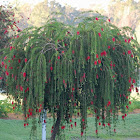 Bottlebrush Tree