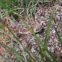 Texas Horned Lizard