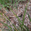 Texas Horned Lizard