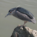 Black-crowned Night Heron