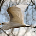 Great White Egret - Heron