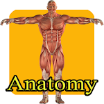 Learn human anatomy for kids Apk