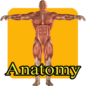 Learn human anatomy for kids 70