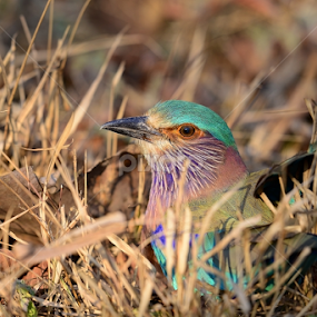 Indian Roller  by Nimit Virdi - Animals Birds