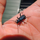 Blue Longhorn Beetle