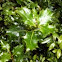 Ilex aquifolium (Acebo. Holly)