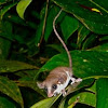 Pygmy Possum