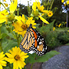 Monarch Butterfly