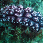 Phyllidiopsis sp.