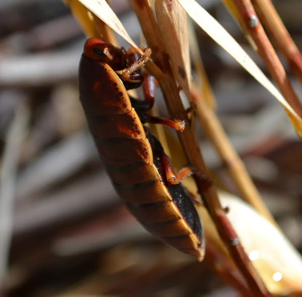 Table Mountain Cockroach | Project Noah