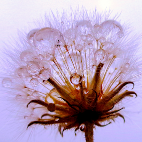 by Adnan Mirani - Nature Up Close Other plants