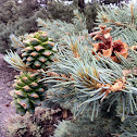 Single-leaf Pinyon Pine (or Piñon)
